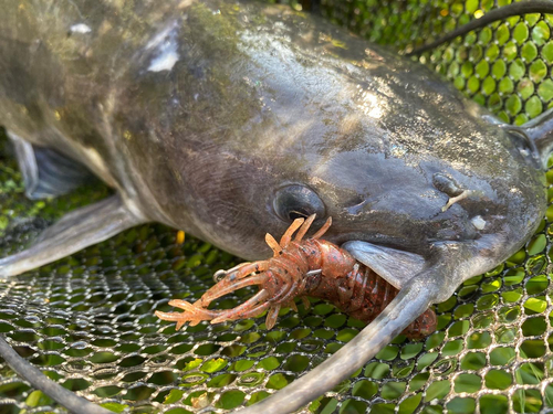 アメリカナマズの釣果