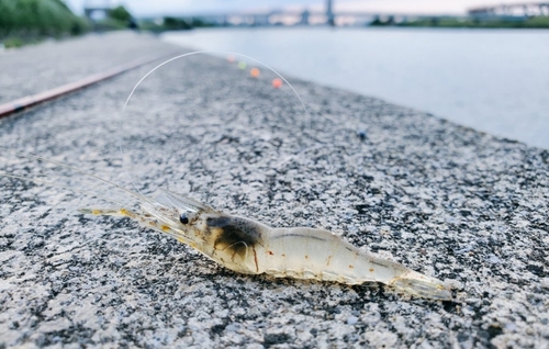 テナガエビの釣果