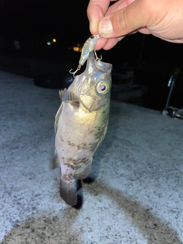 アオメバルの釣果