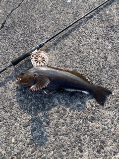 アブラコの釣果