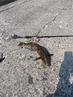 アブラコの釣果