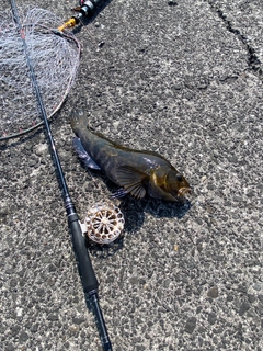 アブラコの釣果