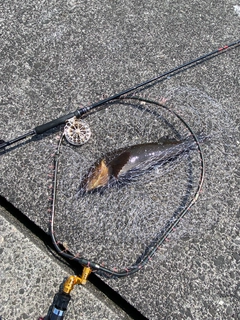 アブラコの釣果