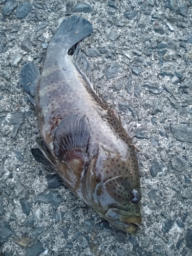 チャイロマルハタの釣果