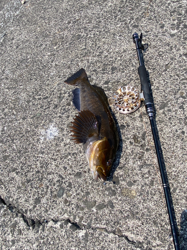 アブラコの釣果