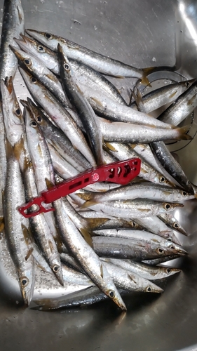 カマスの釣果