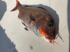 マダイの釣果