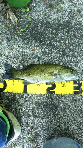 スモールマウスバスの釣果