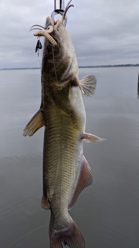 アメリカナマズの釣果