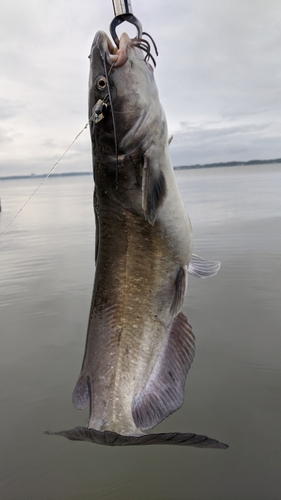 アメリカナマズの釣果