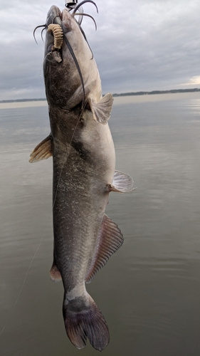 アメリカナマズの釣果