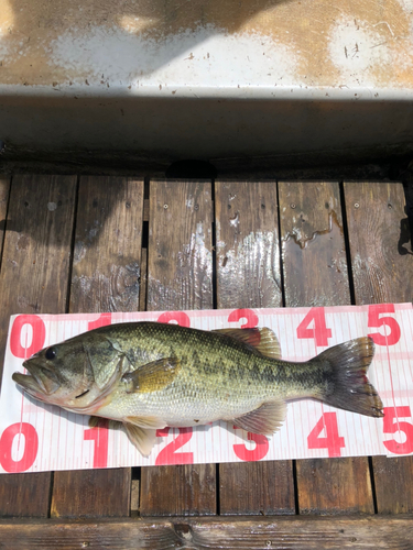 ラージマウスバスの釣果