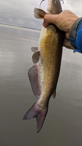 アメリカナマズの釣果