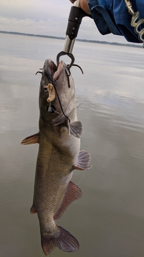 アメリカナマズの釣果