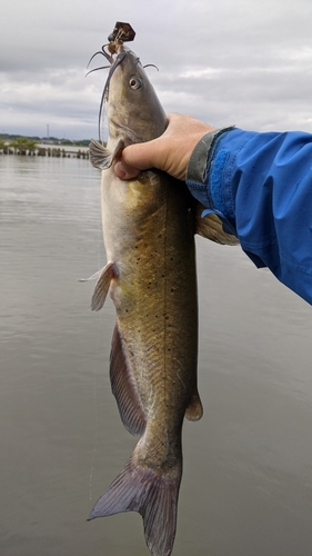 アメリカナマズの釣果