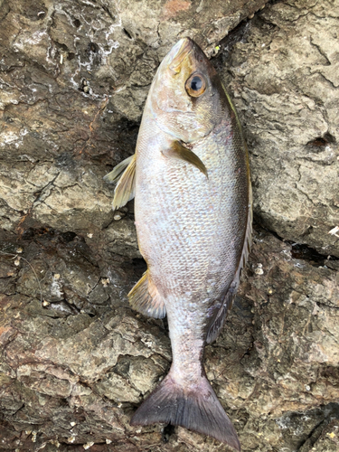 イサキの釣果