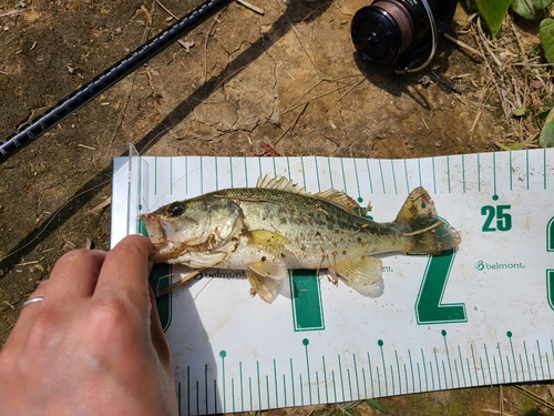 ラージマウスバスの釣果