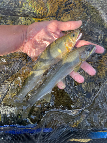 アユの釣果