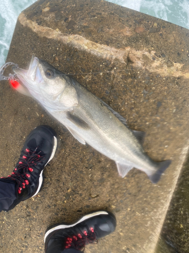 セイゴ（マルスズキ）の釣果