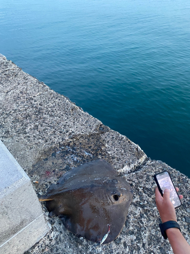 エイの釣果