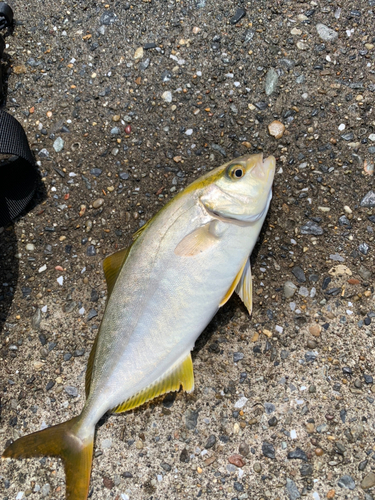 ショゴの釣果