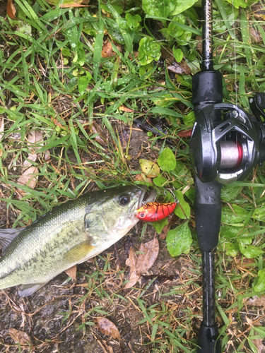 ブラックバスの釣果