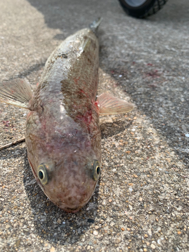 エソの釣果