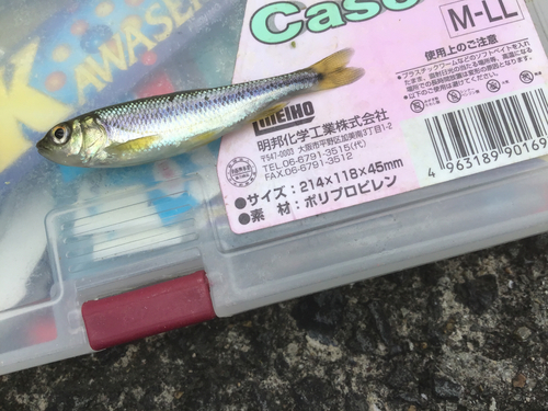 カワムツの釣果