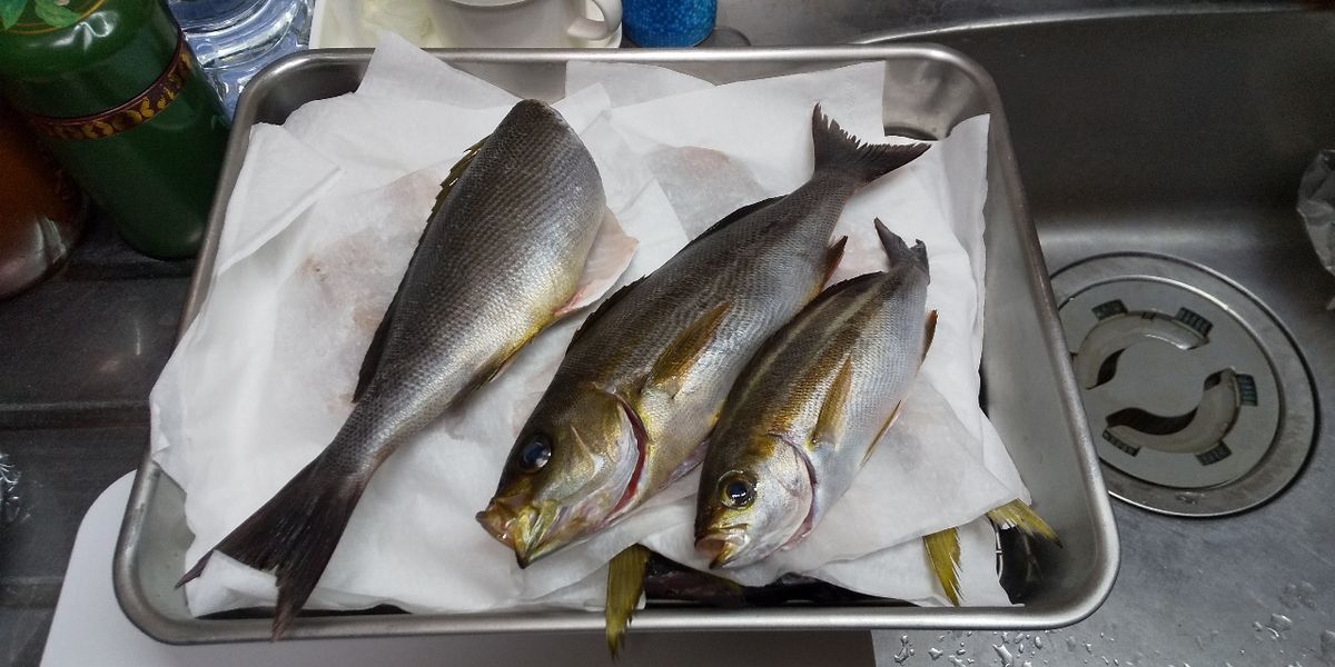 7割坊主さんの釣果 2枚目の画像