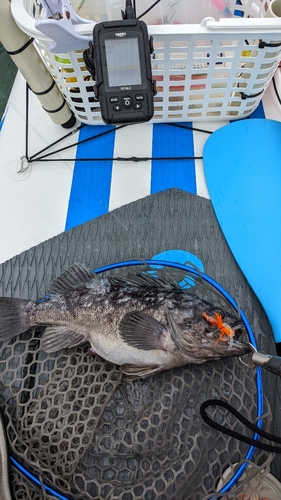 クロソイの釣果