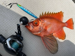 チカメキントキの釣果