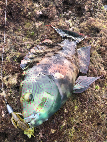 ミツバモチノウオの釣果