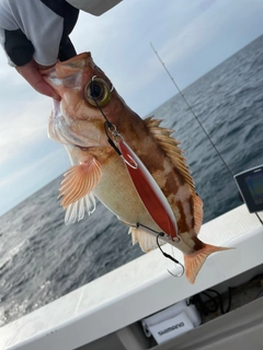 アカメバルの釣果