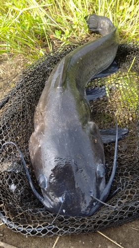 ナマズの釣果