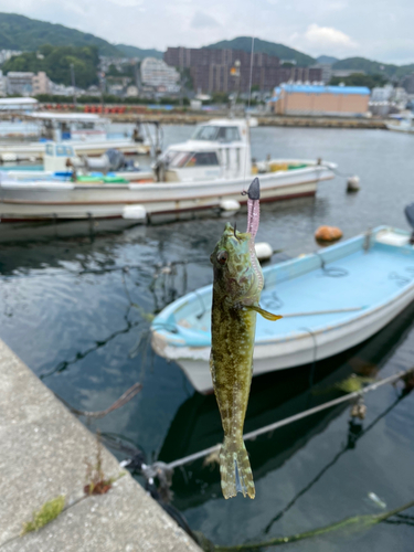 ハゼの釣果