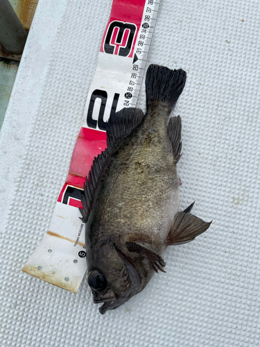 シロメバルの釣果