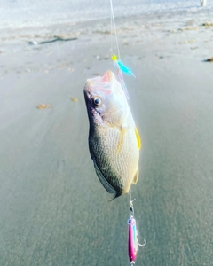 シログチの釣果