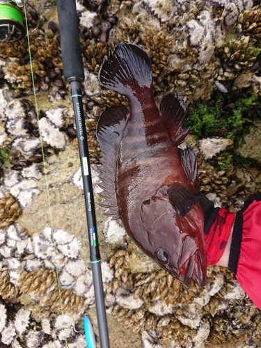 ヤミハタの釣果