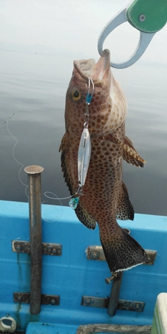 オオモンハタの釣果