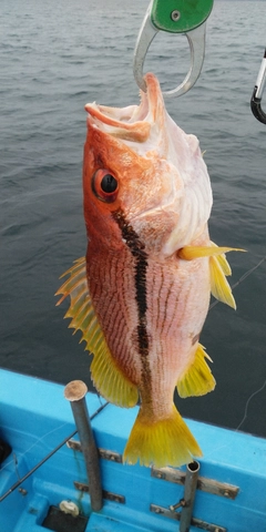 ヨコスジフエダイの釣果