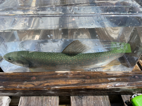 ミヤベイワナの釣果