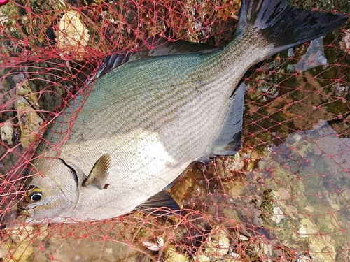 イスズミの釣果