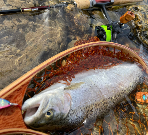 ニジマスの釣果