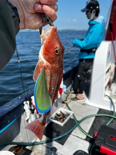 ホウボウの釣果