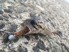 クロソイの釣果