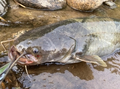 ナマズの釣果