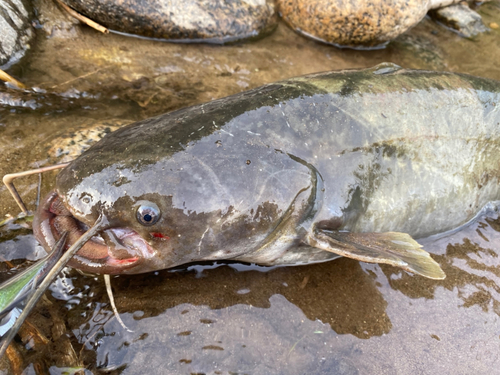 ナマズの釣果