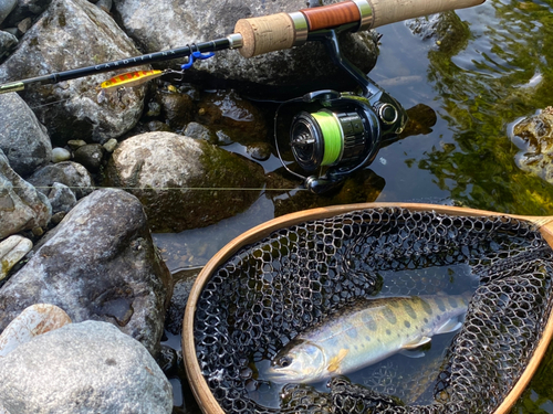 ヤマメの釣果