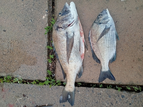 クロダイの釣果