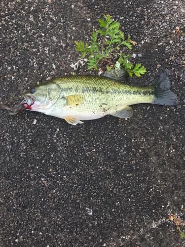 ブラックバスの釣果